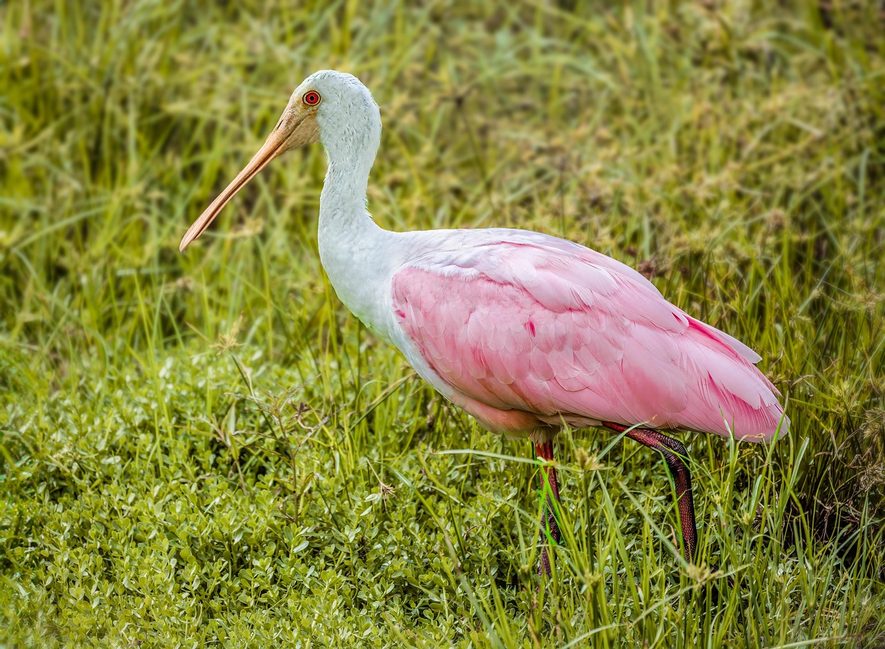Birds and Wildlife