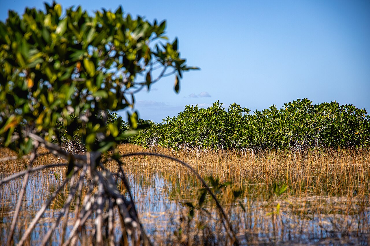 Plants and Mangroves