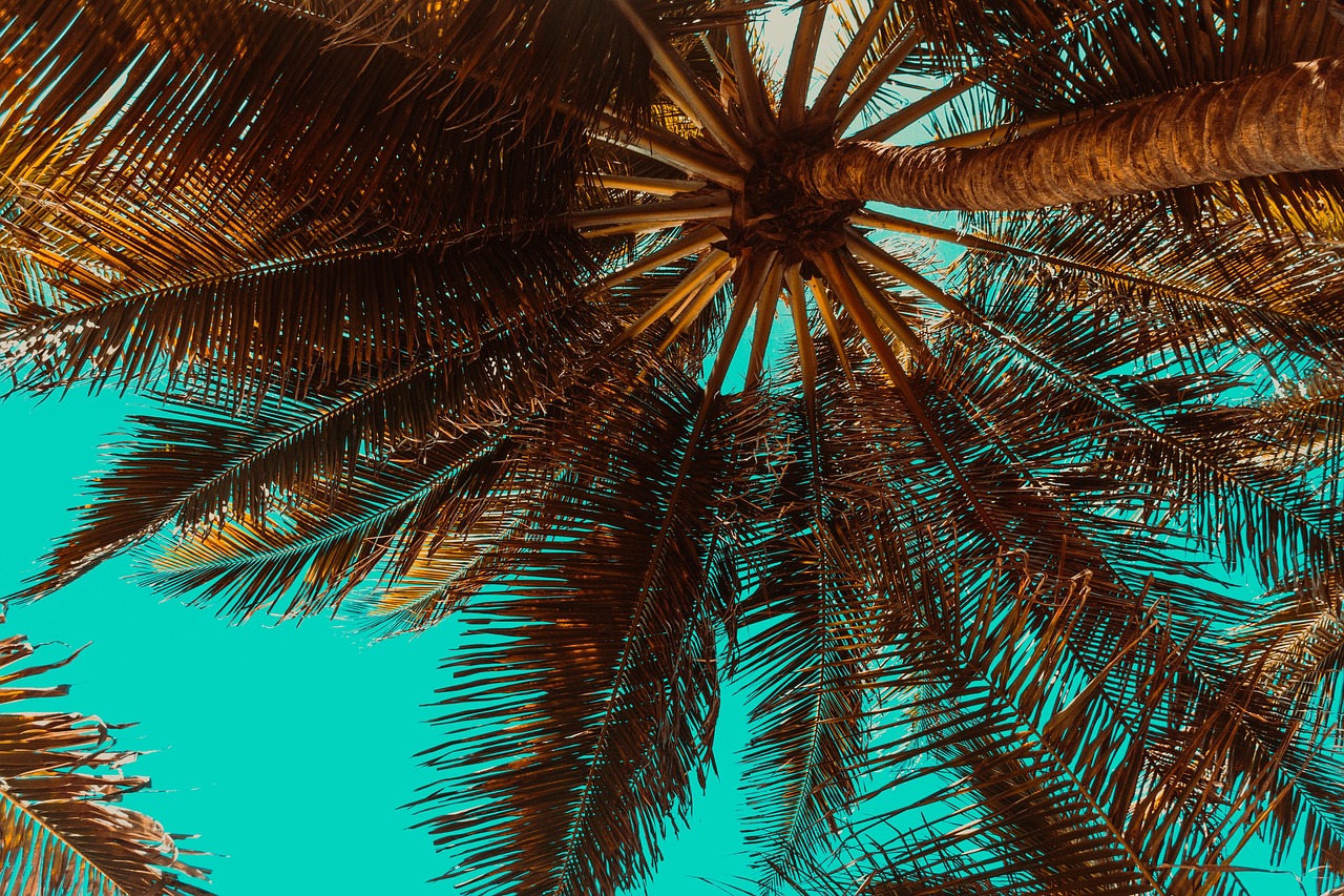 Palm Trees and Parks