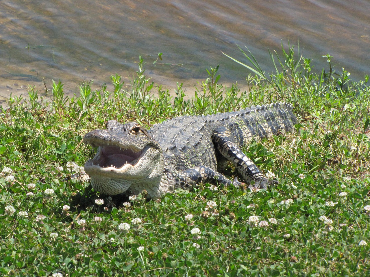 Alligators and Wildlife