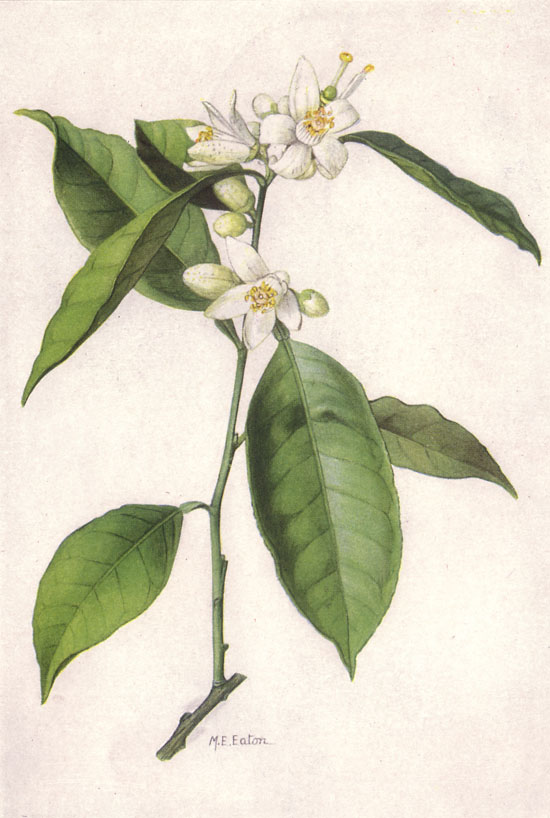 Orange Blossom