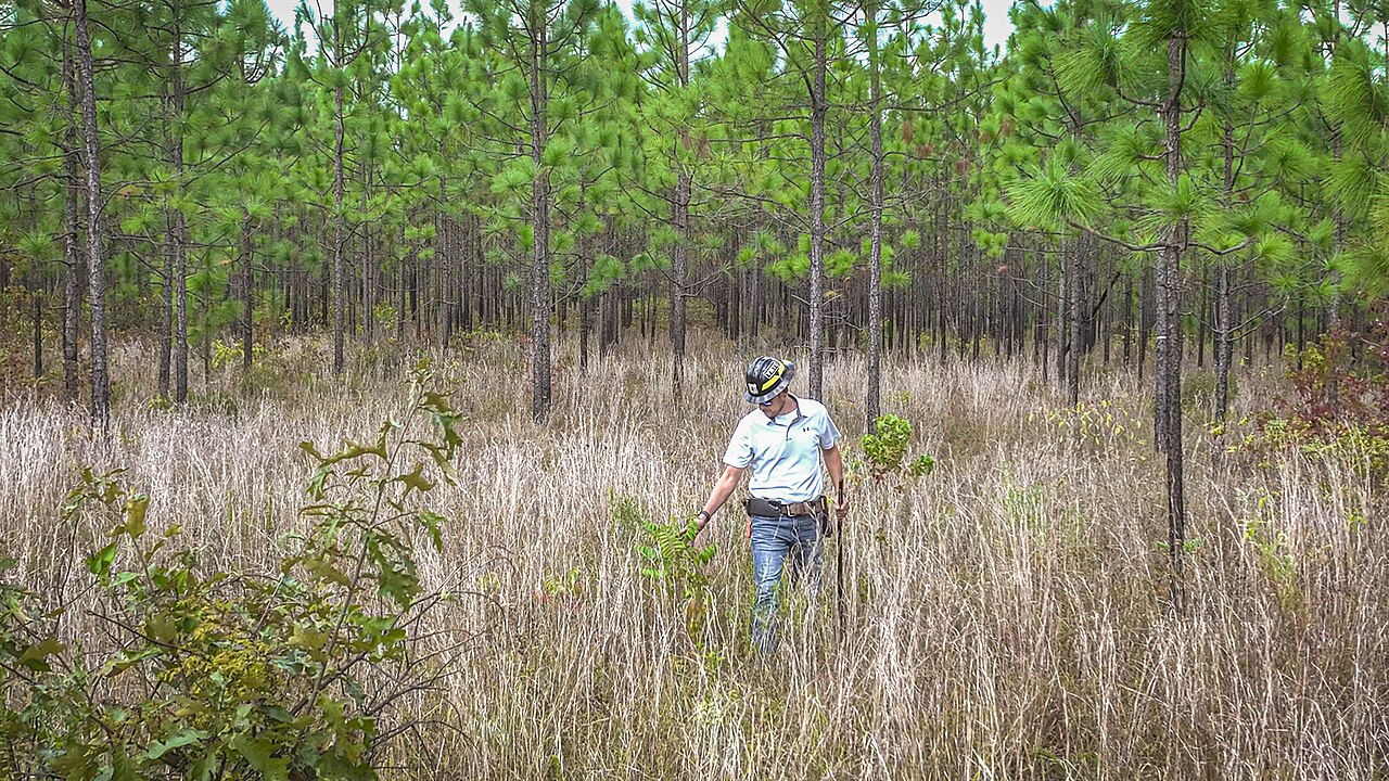 Kisatchie National Forest