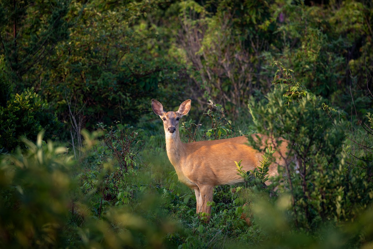 Maine Wildlife Park