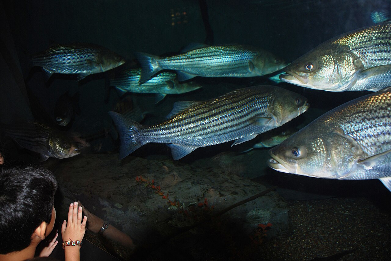 National Aquarium
