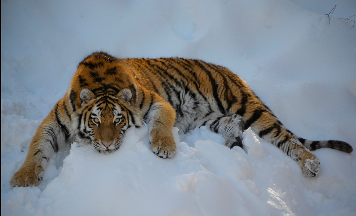 Minnesota Zoo
