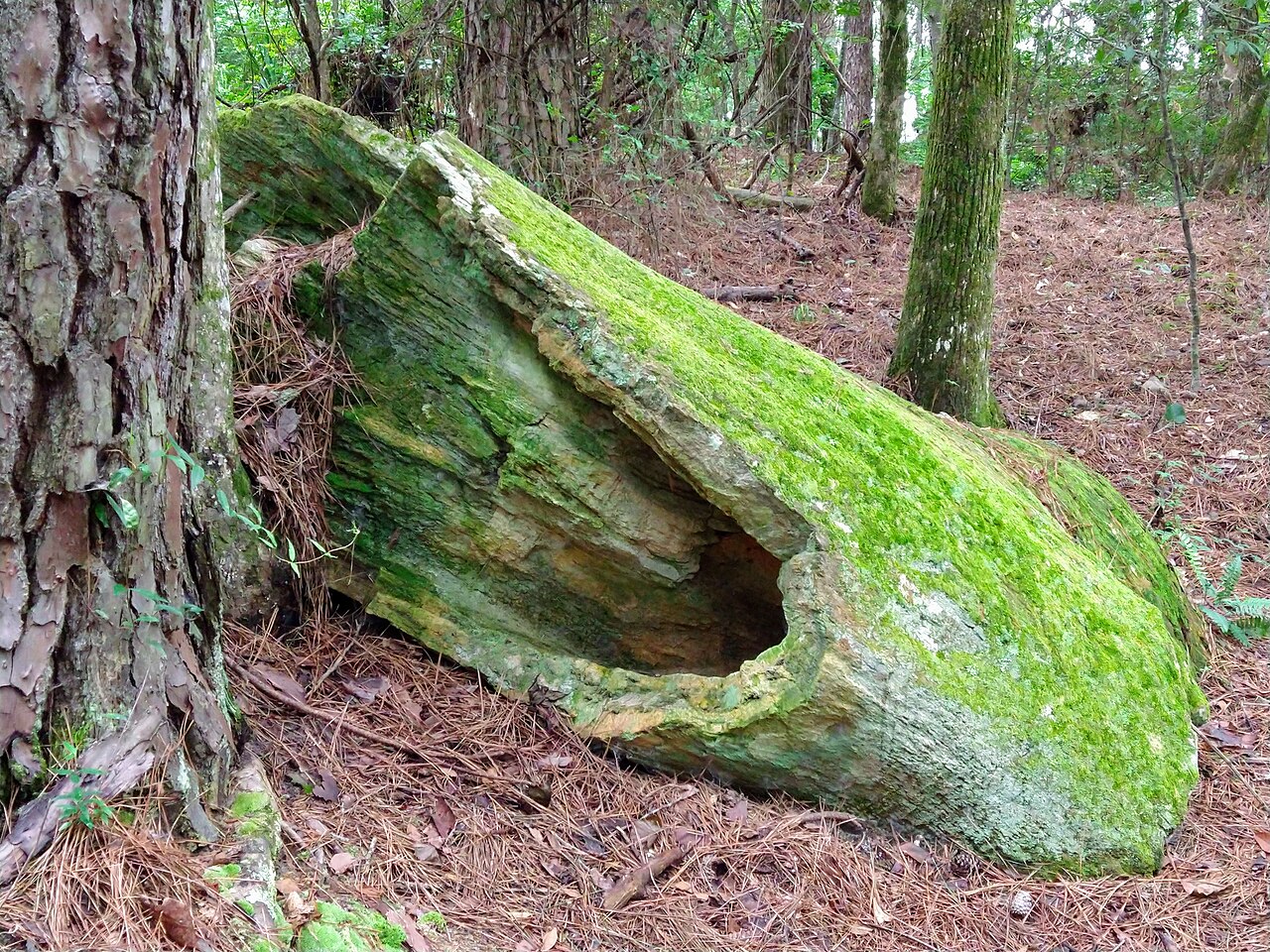 Mississippi Petrified Forest