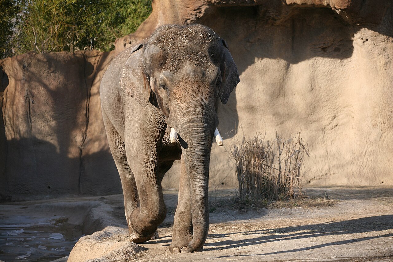 Saint Louis Zoo