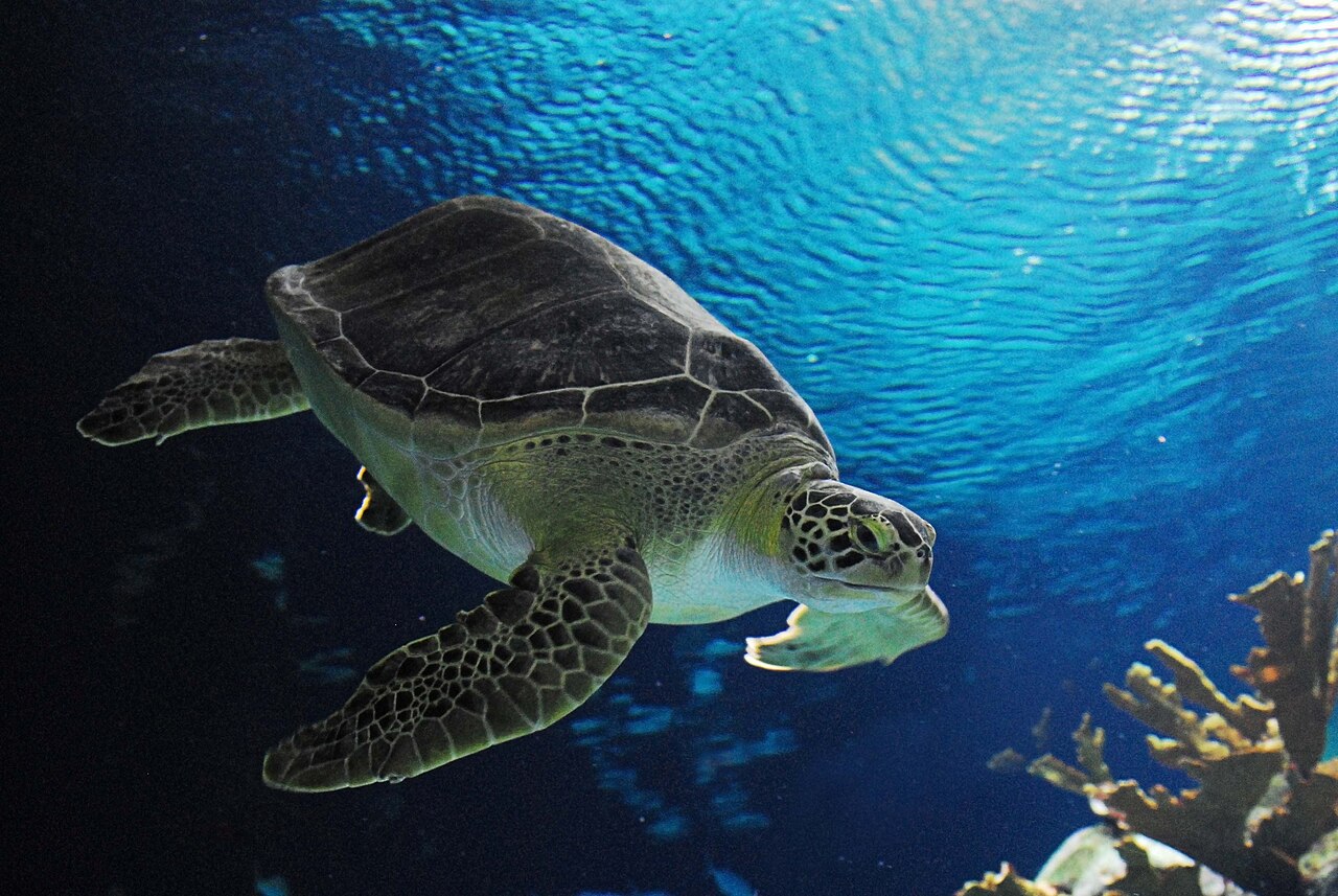 Omaha's Henry Doorly Zoo and Aquarium
