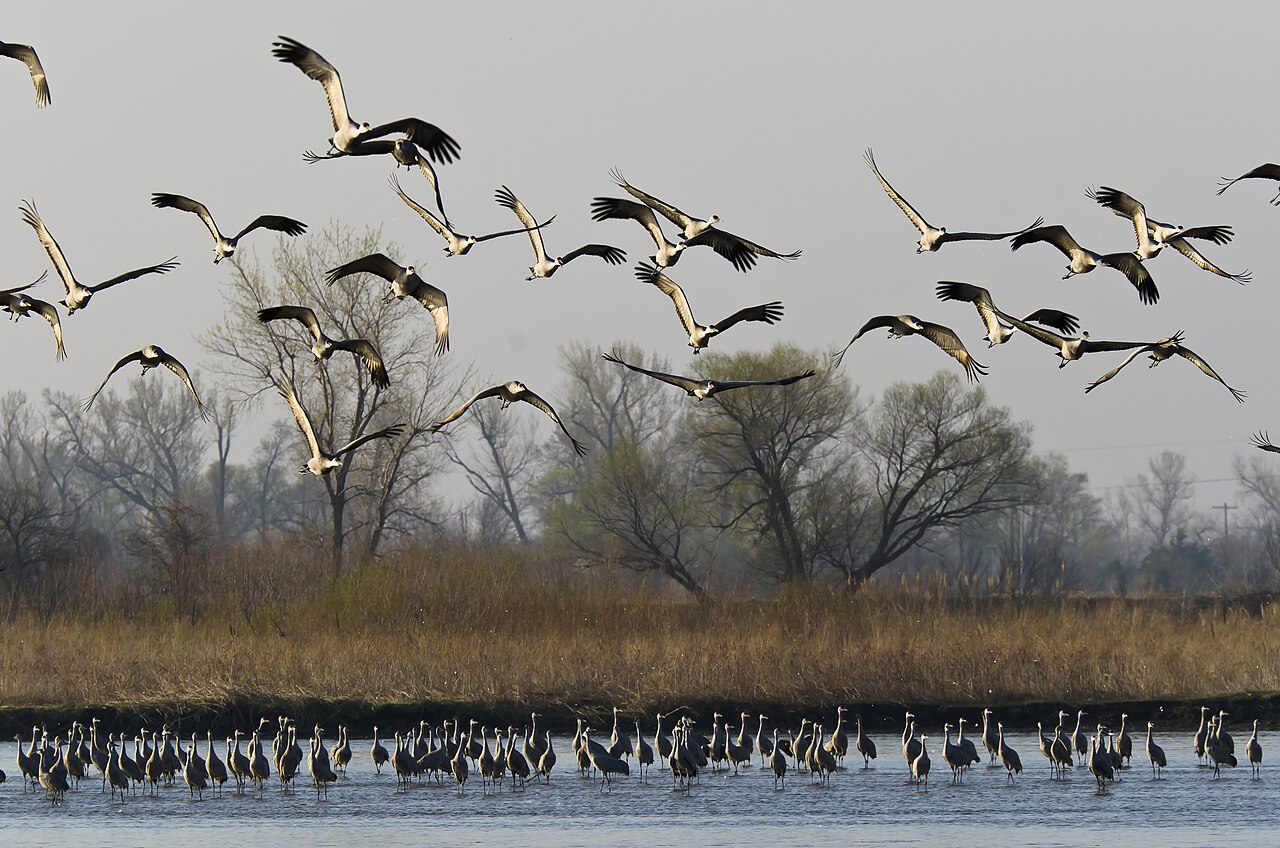 Sandhill Crane Migration (Platte River)