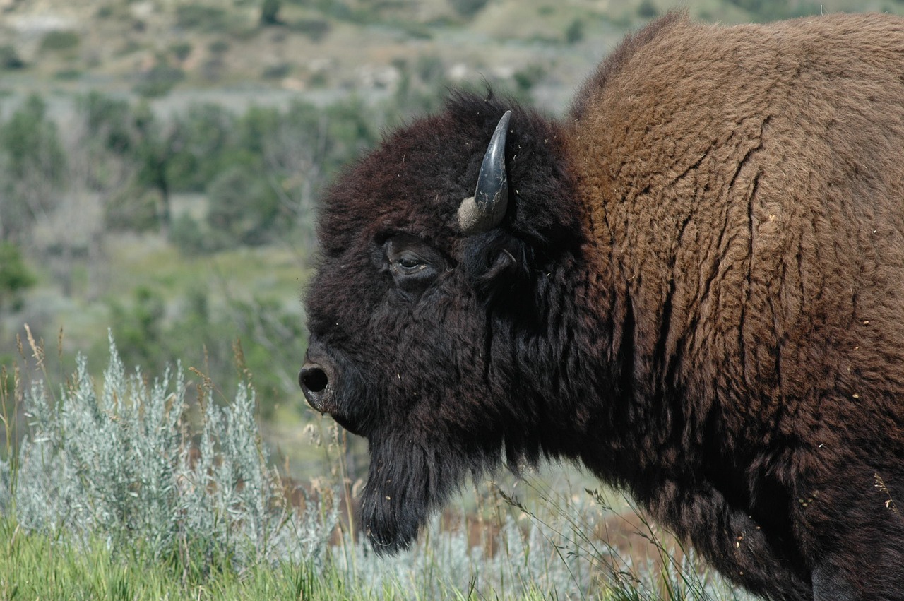 Theodore Roosevelt National Park