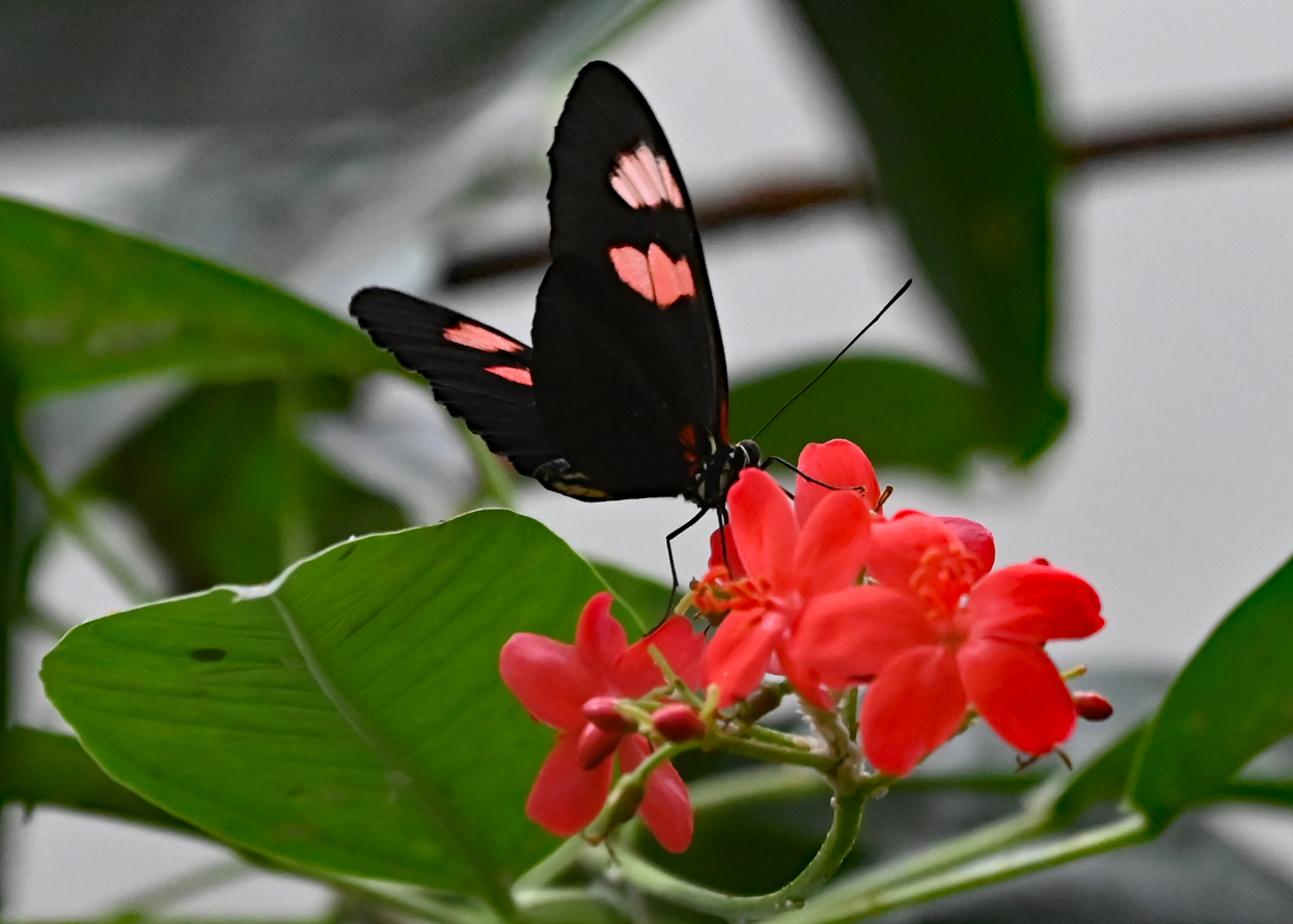 Franklin Park Conservatory and Botanical Gardens