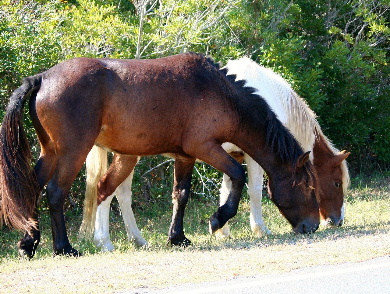 Chincoteague and Assateague Islands